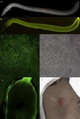 Discovery and Characterization of a Bilirubin Inducible Green Fluorescent Protein From the Moray Eel Gymnothorax zonipectis